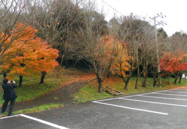 駐車場周辺の紅葉がすばらしい(12月14日)